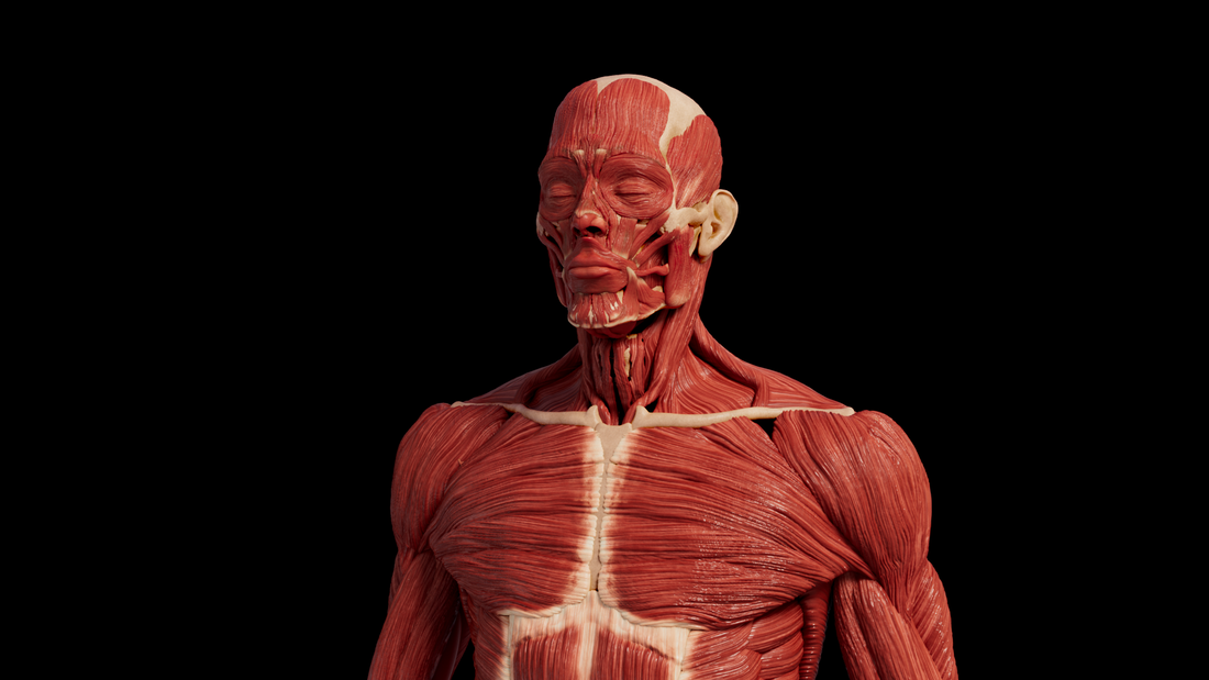 Ecorche anatomy study