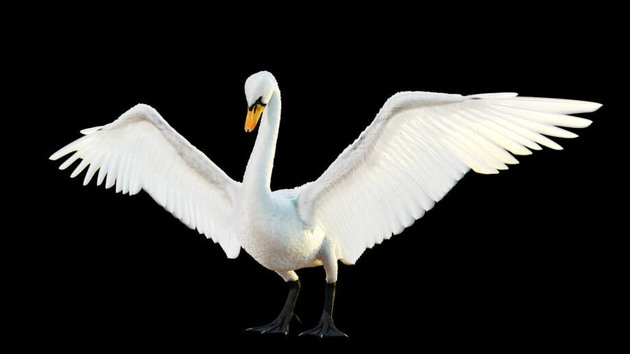 Swan art project